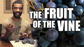 Picking Grapes & the Health Benefits of Concord Grapes | Making Homemade Grape Juice