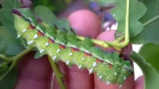 Raising: Pseudimbrasia deyrollei from Africa