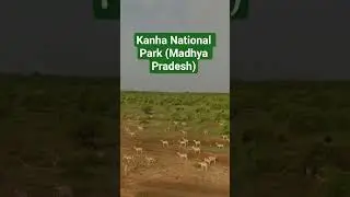 Hiranon ka Swarg! 🦌 | India's Best Wildlife Safari