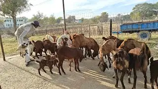 goat farming || बकरी पालन || goat feed management 