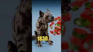 Сила укуса тигра против силы укуса крокодила