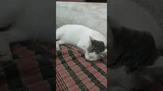 Cat sliping style #catslover #newtrend #cat #vadivalu_dailogues #andaman #andamanyoutuber