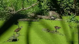 Cohabitation Cistudes et tortues de Floride