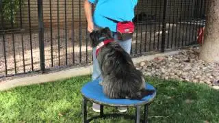How to Train Your Dog to Count : Dog Training & Basic Obedience