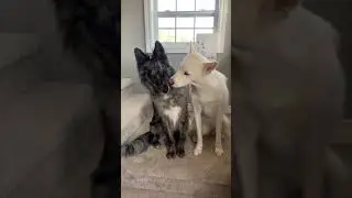 Funny Dog Videos-Timeless Studio