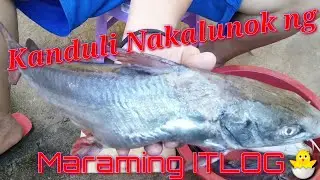 How to clean kanduli || Catfish