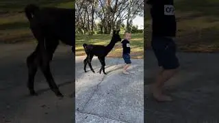 Walking the llama 😂#shorts #llama