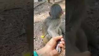Monkey precious reaction | monkey react in cute way #monkeybaby #monkeysmile  #shortviral #shorts