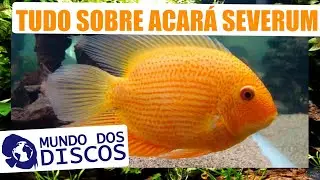 APRENDA TUDO SOBRE ACARÁ SEVERUM! PH, ALIMENTAÇÃO, COMO CUIDAR E MUITO MAIS!