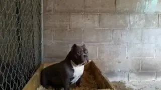 Big Johns Bully House