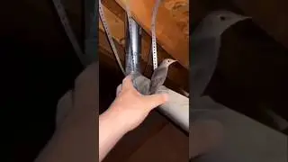 Bird Screaming Meme 2 #funny #viral #meme #shorts