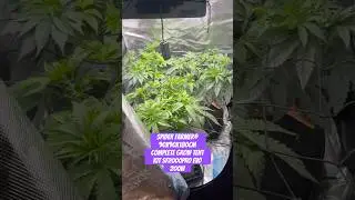 Spider Farmer&reg; 90X90X180cm Complete Grow Tent Kit SF2000PRO EVO 200W  #crazybud #420 #growled