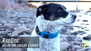 RadDog&trade; All-In-One Collar + Leash