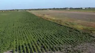 HD First Person View RC plane flying over cotton