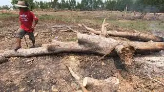 Cutting up a dead tree to make Charcoal