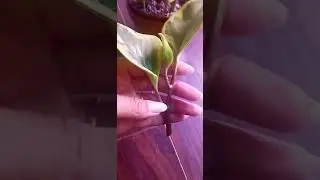 Propagating Baby Rubber Plant ✂️🌱💚