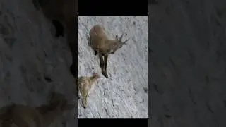 Baby Mountain Goat Calls Mom After Dangerous Climb