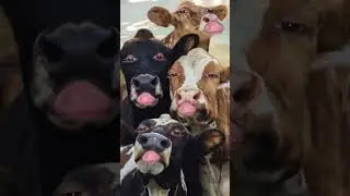 choti choti gaiya