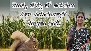 మొక్కజొన్న లో ఉడతలు పట్టే విధానం
