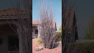 Best Plants for Desert Climate
