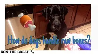 My Dog Eats Turkey Necks! | ASMR | Can Dogs Eat Bones?