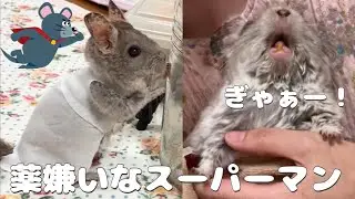 【第81湯】薬嫌いなスーパーマン／17歳のチンチラ薬を見るとこの表情…The 17-year-old chinchilla who looks like Superman hates medicine
