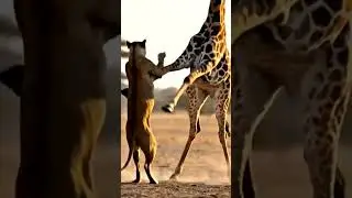 The Gentle Giant's Hammer #Giraffe #Lion #EpicFail #PerfectLoop #animals #wildlife