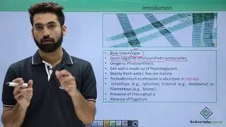 Class 11th – Cyanobacteria – Introduction | Biological Classification | Tutorials Point