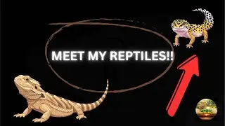 Meet My Reptiles!!