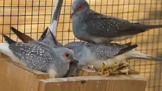 T&oacute;rtola Diamante   -    Geopelia cuneata