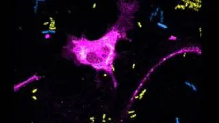 Hemocytes
