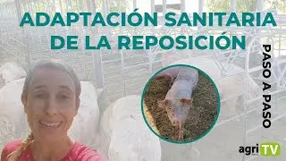 🐷BUENA ADAPTACIÓN SANITARIA DE LA REPOSICIÓN 🐷 ¿Cómo realizarla con ÉXITO? |PASO A PASO|
