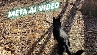 Meta AI captured hiking with my German Shepherd #metaai 