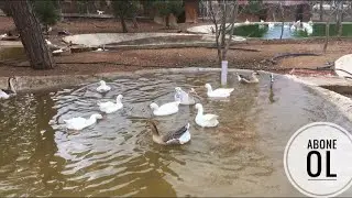 Bu kazlar dev kaz &Ccedil;orum