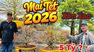 Xôn Xao Mai Vàng 5 Tỷ - Mai Lu Độc Lạ 2026 Bính Ngọ | Mai TẾT Đổ Bộ Chợ Hoa Xuân Long Xuyên.