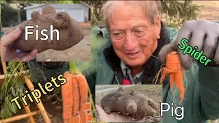 Свинья и рыба Картофель // Сбор картофеля, моркови, свеклы и кукурузы