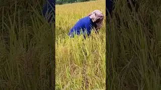 #farmer, #hard work, #country s#ongs, #trending music, blue collar, honest work, farm life, #