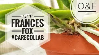 Myrmecatavola Frances Fox Orchid #CareCollab