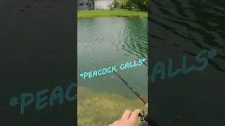 Wild Peacocks Are Loud! 🦚 #explore #outdoors #lifestyle #adventure #fishing #fish #florida #nature