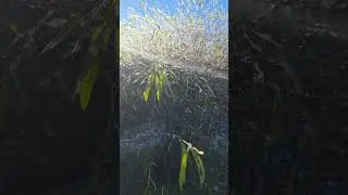 Ice crystals in the sun# bush in ice crystals
