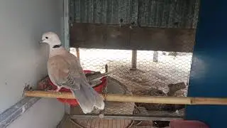Doves find nests for eggs