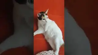 Tombik kedy ❤️ #cat #cats #shorts #shortvideo #catvideos #catshorts #catlovers #catlife
