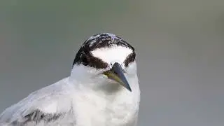 EP 02 Shorebird: Rare Saunders's Tern Spotted in Mumbai!