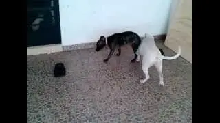 CHELA JUGANDO CON POLLY