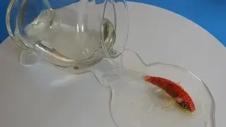 Goldfish 3d art - Sculptures  by Gerardo Chierchia