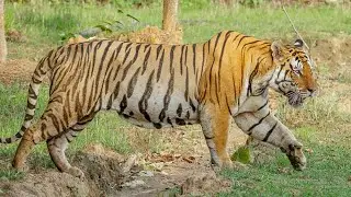 Baisanghat T46