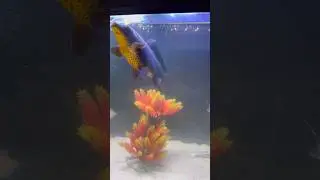 #fish #karasu #black #japanese #koi #beautiful #growth #scale #underwater