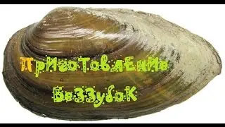 Готовим Беззубку