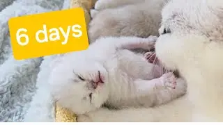Котятам 6 дней. Сегодня день начался с плохого настроения котят