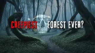 Supernatural Encounters Of The Hoia Baciu | Tales of Romania's Haunted Forest